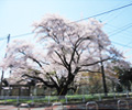 駐在前　大桜