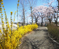 狭山公園内フラワーロード