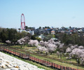 下堰堤から見た狭山公園